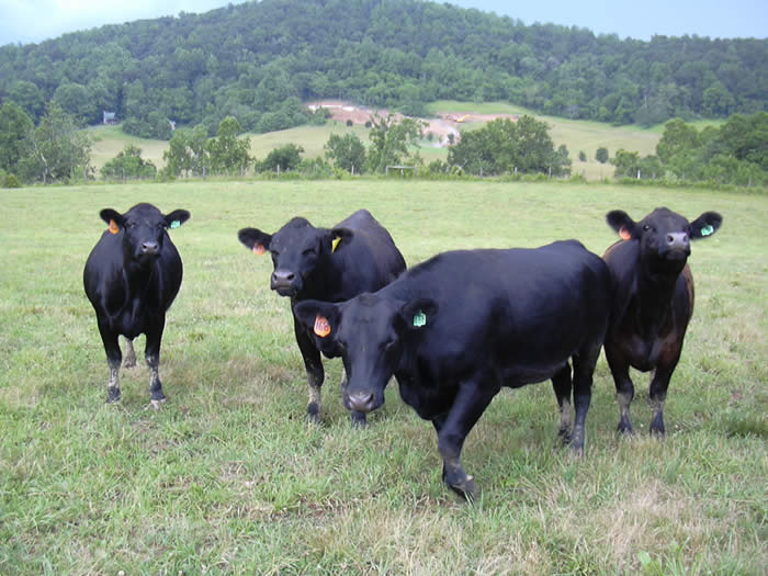 Cows, Woodville, Sperryville Rappahannock County VA