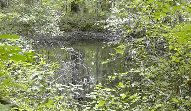 Pond in Summer