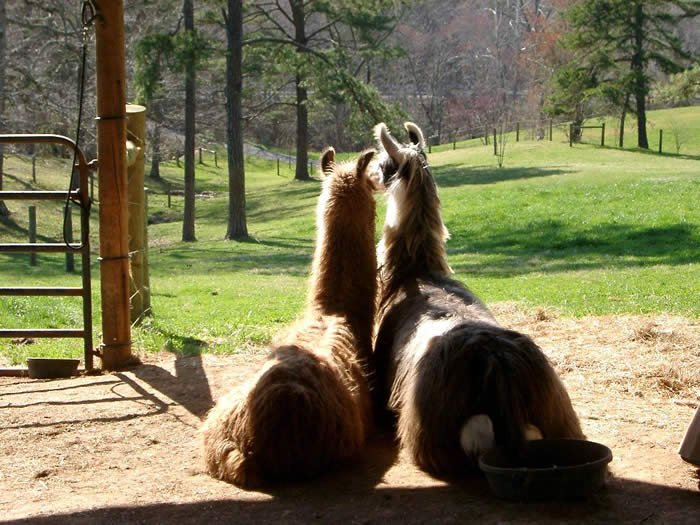 Llamas, west wind farm, castleton VA