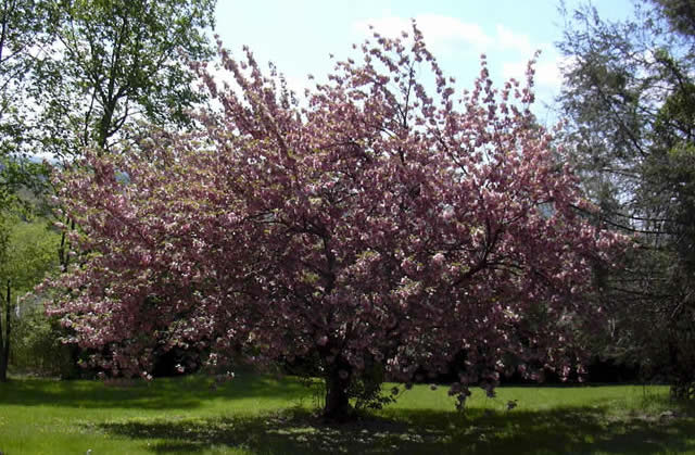 Rappahannock spring