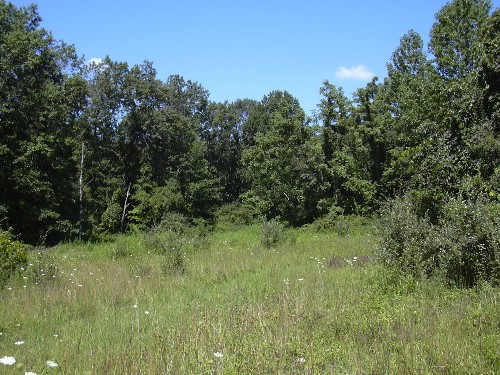 Field, Rappahannock County, Flint Hill VA, Bear Wallow Rd.