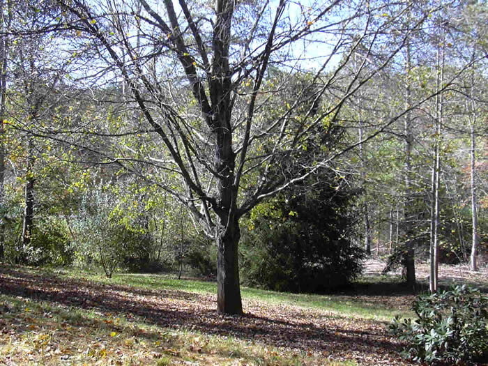 Sperryville Pike, Boston Bungalow, Rapphannock County Virginia, yard
